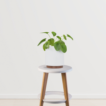 Pilea Peperomioides - Money plant